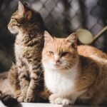 animal, cat, feline-7140980.jpg